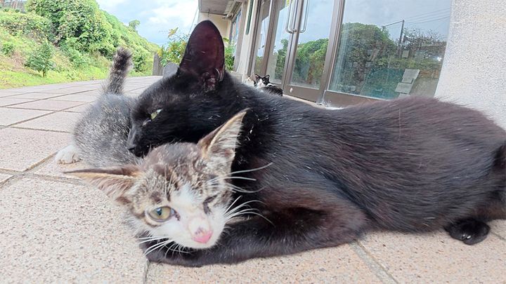 子猫に乳離れを促す母猫