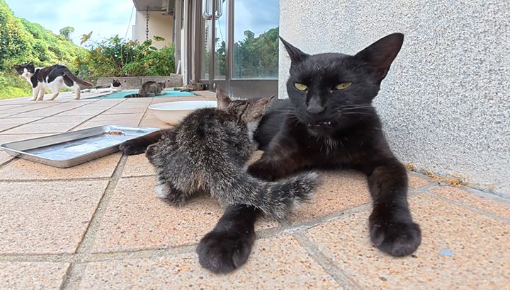 ミルクが飲みたい子猫