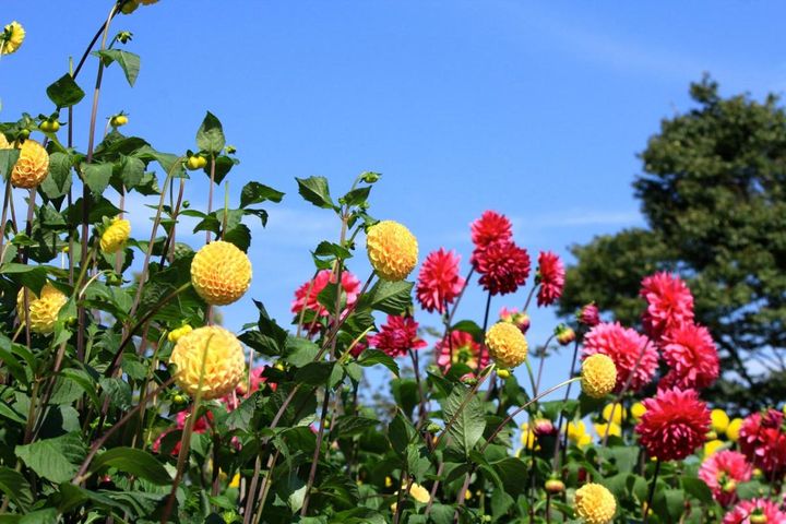 秋に咲くダリアを庭の主役に！9月の開花株選びから冬越し・来年も咲かせるコツまで
