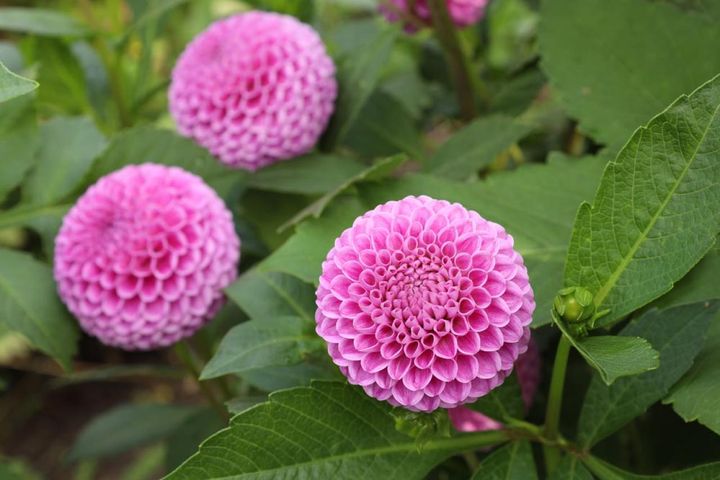 ポンポン咲き