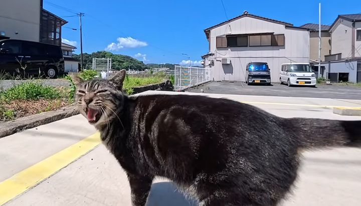 干物屋さんを紹介してくれた猫