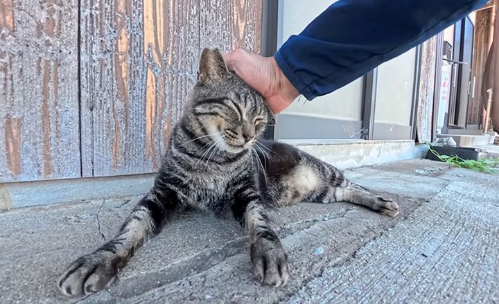 頭を撫でられる猫