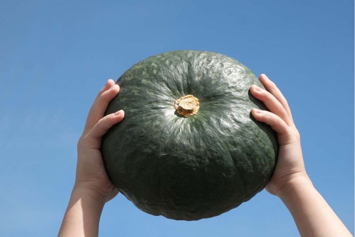 9月においしさが増すカボチャは残暑バテ対策にぴったり