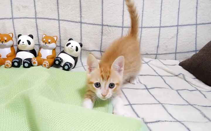 犬みたいなやんのかステップを披露する子猫