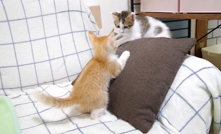 元気いっぱいに遊び回る子猫達