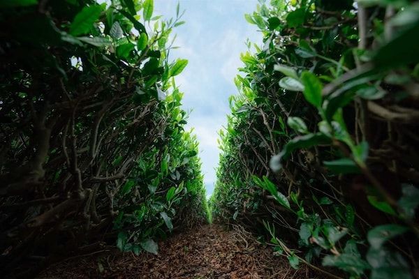 【静岡県函南町】少量生産で丁寧に育てた静岡茶。「Fuji-Ocha」4種が道の駅「伊豆ゲートウェイ函南」で販売