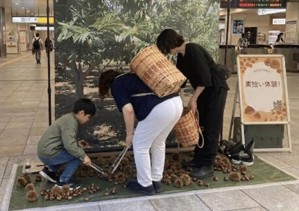 「栗拾い体験」