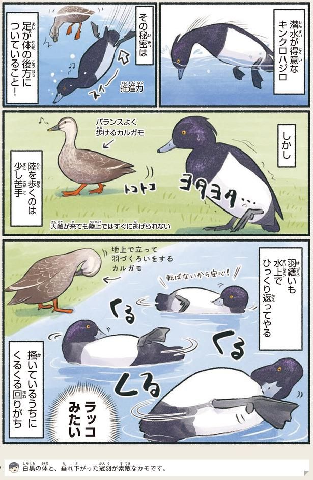 ラッコみたい （C）piro piro piccolo／KADOKAWA