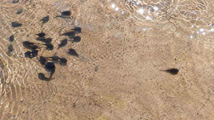 オタマジャクシは「ぼっち育ち」だと仲間に近づかなくなる