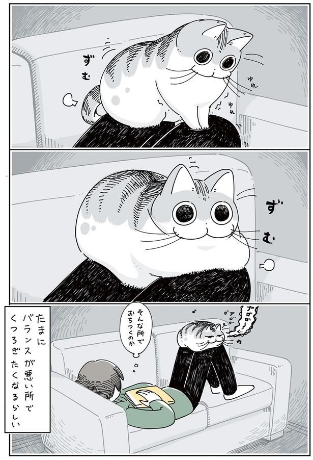そんな所でおちつくのか （C）キュルZ／KADOKAWA
