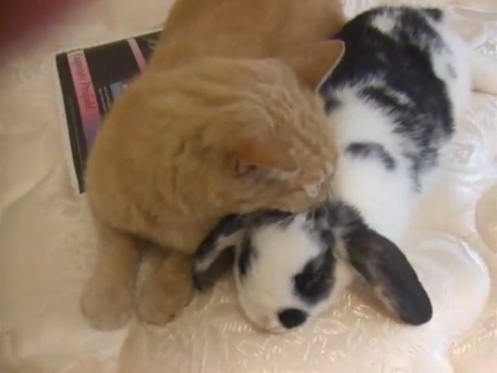 ぴったりと寄り添う、猫のティモシーとウサギのバニー
