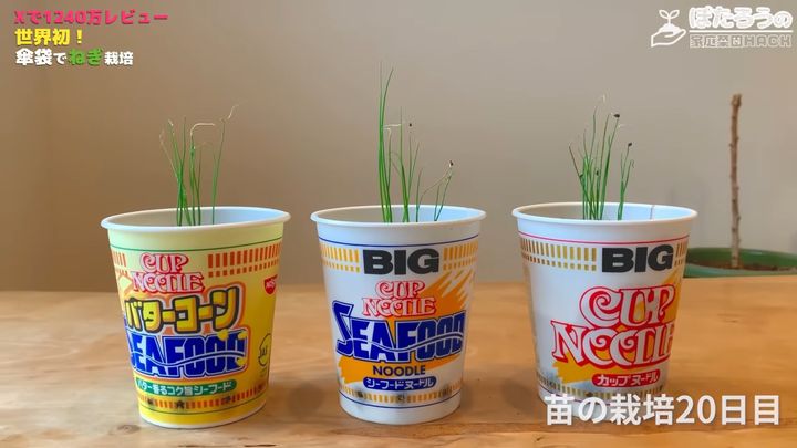 種まきから20日目に芽が出た