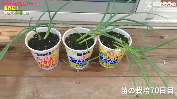 種まきから70日目