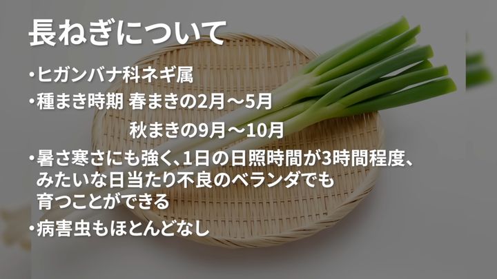 工夫次第で育てやすい「長ねぎ」