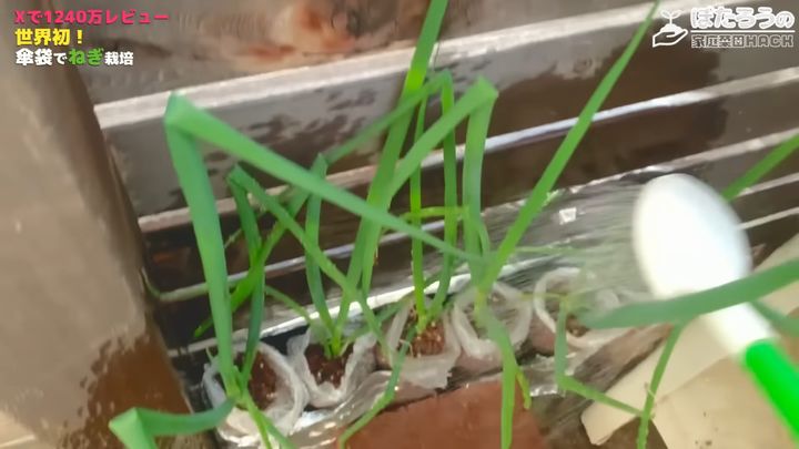 たっぷりと水やりをする