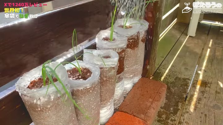 重りを置いて水やりをする