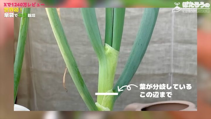 葉が分岐しているあたりを目安にする