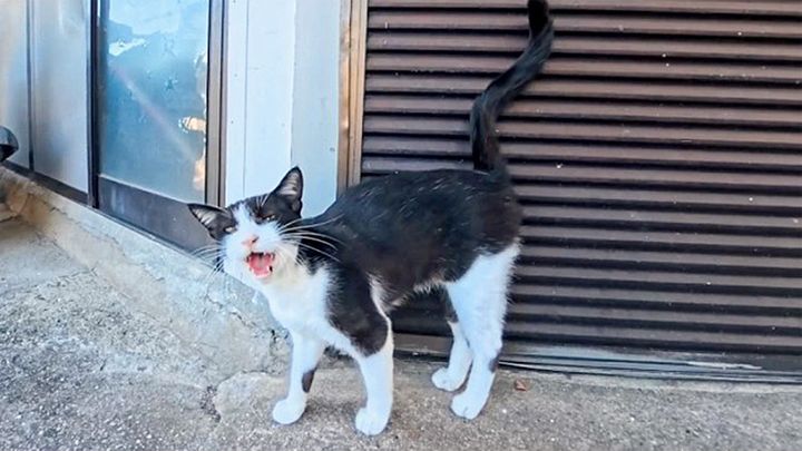 猫島の路地で出会ったよく喋る猫
