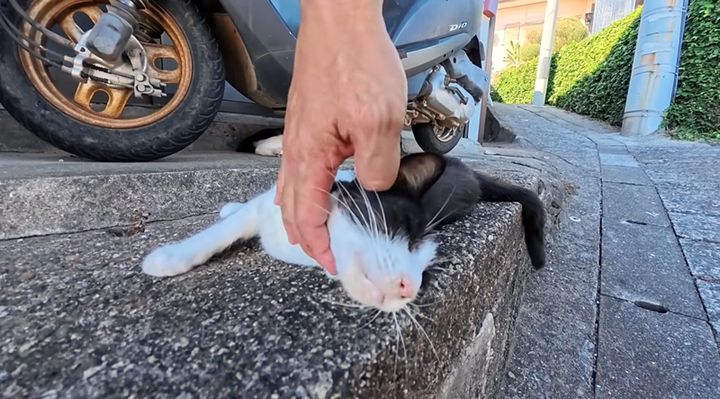 ナデナデ好きの猫