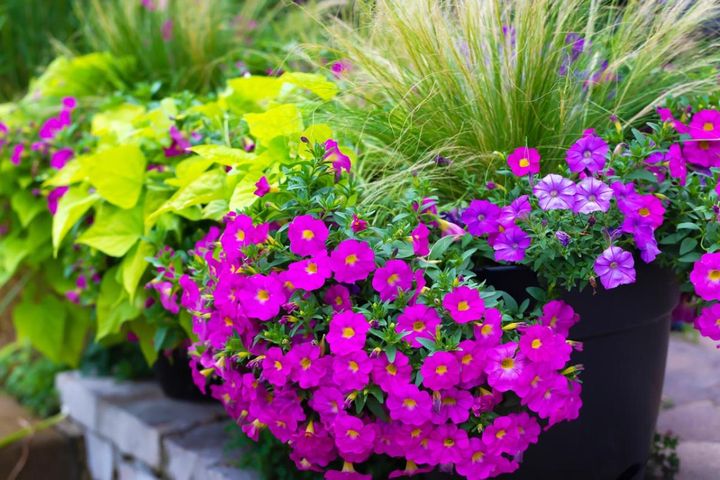 夏に疲れた花壇に、リーフとグラスで秋支度！霜が降りるまで楽しめる【8選】