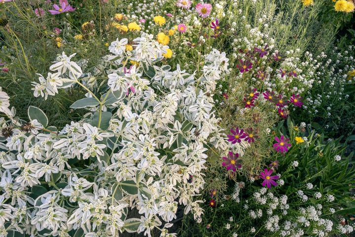 コスモスなどとハツユキソウの植栽