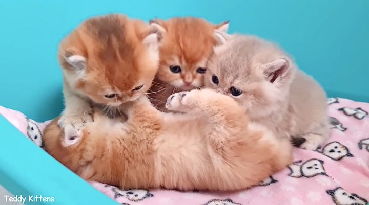 一緒に遊ぶ子猫達