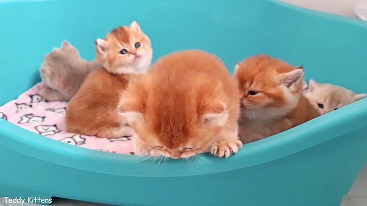 好奇心旺盛な子猫達
