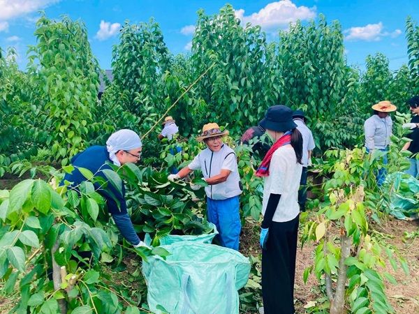 【福井県高浜町】杜仲茶の産地で地域の一次産業に貢献する「杜仲茶収穫ワーケーション」開催中