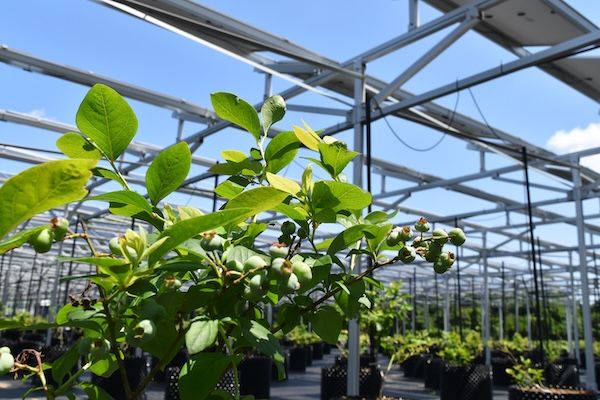 【埼玉県所沢市】太陽光発電で育てた所沢産のブドウを、くすのきホールや西武鉄道沿線各駅などで販売！