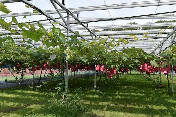【埼玉県所沢市】太陽光発電で育てた所沢産のブドウを、くすのきホールや西武鉄道沿線各駅などで販売！