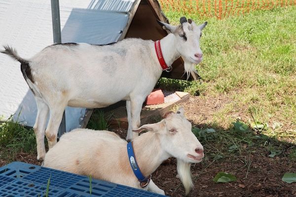 【埼玉県所沢市】太陽光発電で育てた所沢産のブドウを、くすのきホールや西武鉄道沿線各駅などで販売！