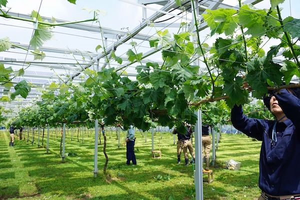 【埼玉県所沢市】太陽光発電で育てた所沢産のブドウを、くすのきホールや西武鉄道沿線各駅などで販売！