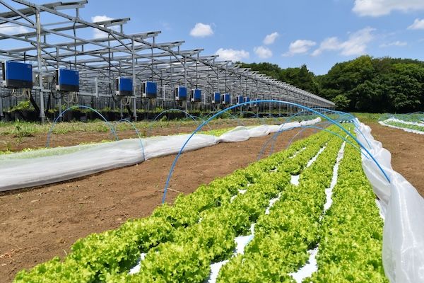 【埼玉県所沢市】太陽光発電で育てた所沢産のブドウを、くすのきホールや西武鉄道沿線各駅などで販売！