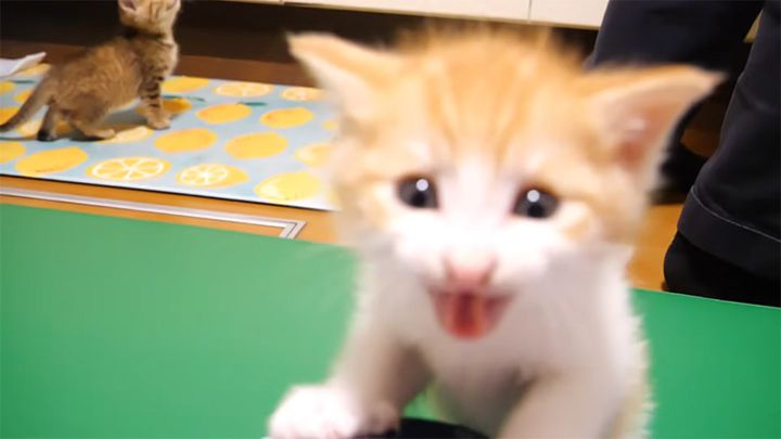 大声でご飯を催促する子猫