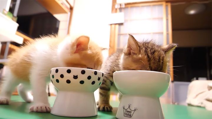 夢中でご飯を食べる子猫達