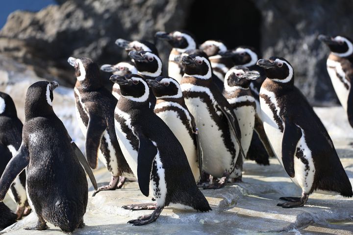 【グランビスタ ホテル＆リゾート】 【神戸須磨シーワールド】サメやイルカ、ペンギンなど水族館の生きものについて楽しく学べる！平日限定プログラム「生きものトークライブ」2026年9月16日（水）より開始 by PR TIMES