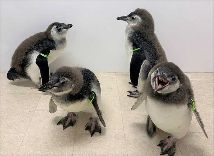 すみだ水族館“すみペン チアーズ!”