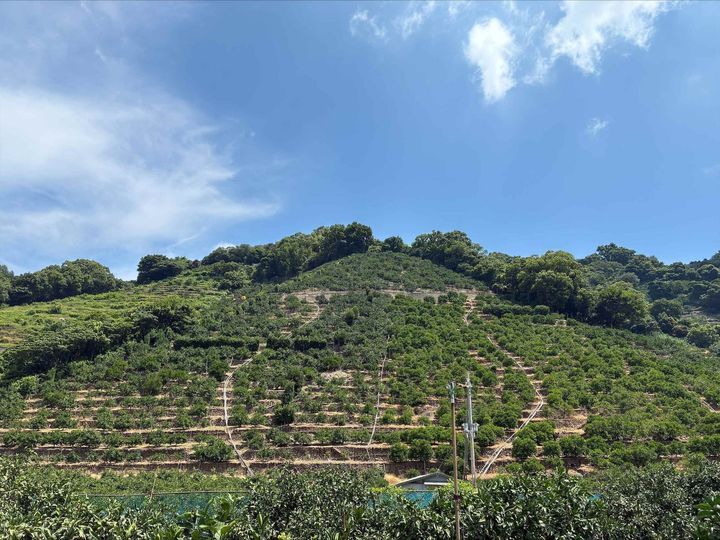 和歌山県産みかんの産地