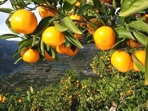 和歌山県産みかんの産地