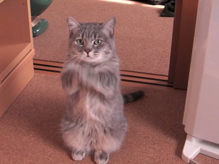まるで“必死におねだり”する猫！