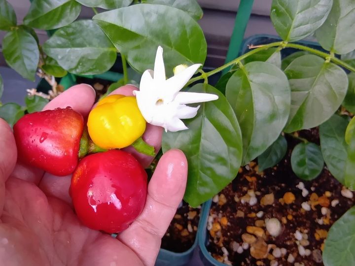 可愛らしい花と甘い香りを楽しませてくれるマツリカ。花言葉は『愛らしさ』『優美』など。