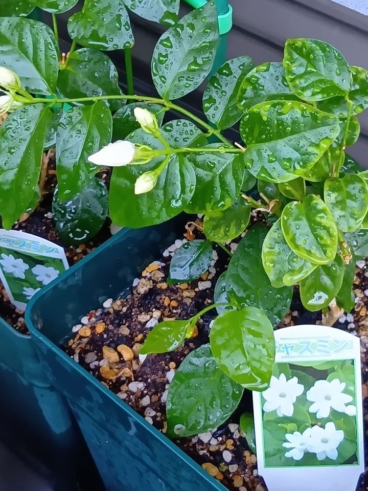 白く可憐な花を咲かせ、クチナシに少し似た、魅惑的な香りが特徴ですっ！
