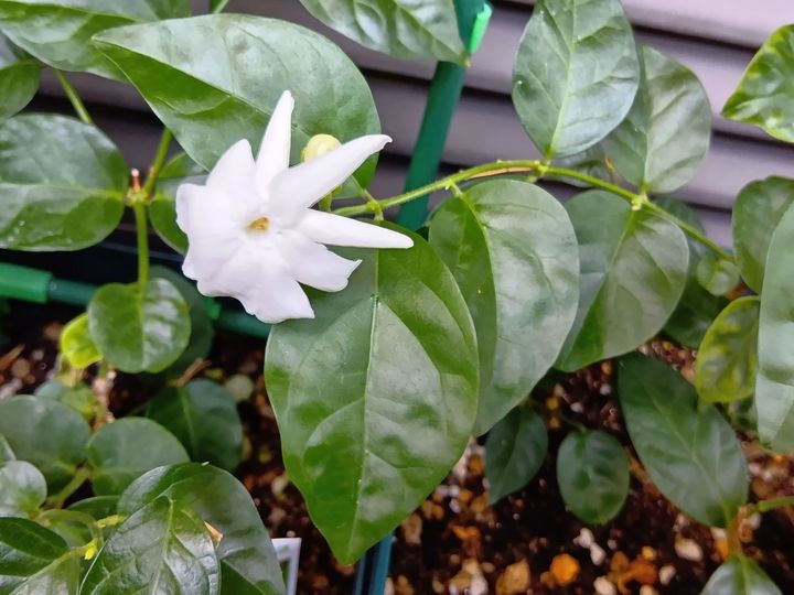 香りが最高！由来が『永遠の愛を誓う』？品種も色々！とあるジャスミンを育てて初めて知ったこと色々！