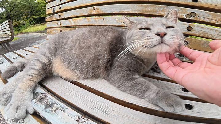 ナデナデされる猫