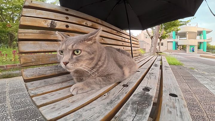 傘をさしてもらった猫