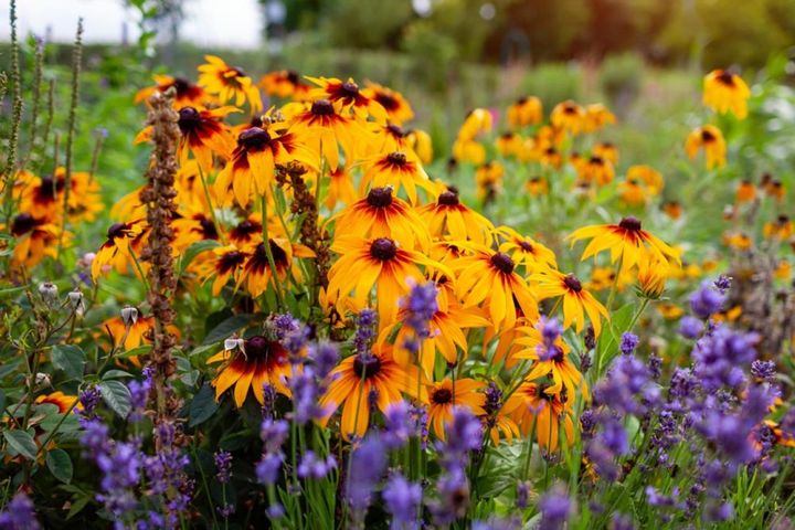 夏が終わったら、秋の庭を華やかに！今から植えて晩秋まで楽しめる花【8選】