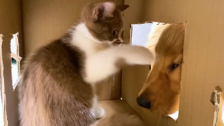攻防を繰り広げる子猫と犬