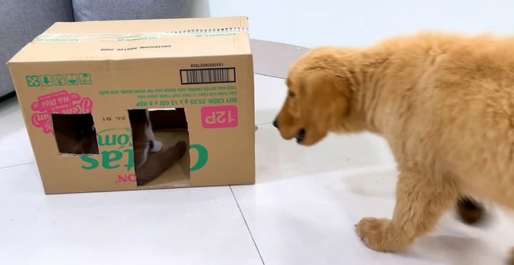子猫が気になる犬