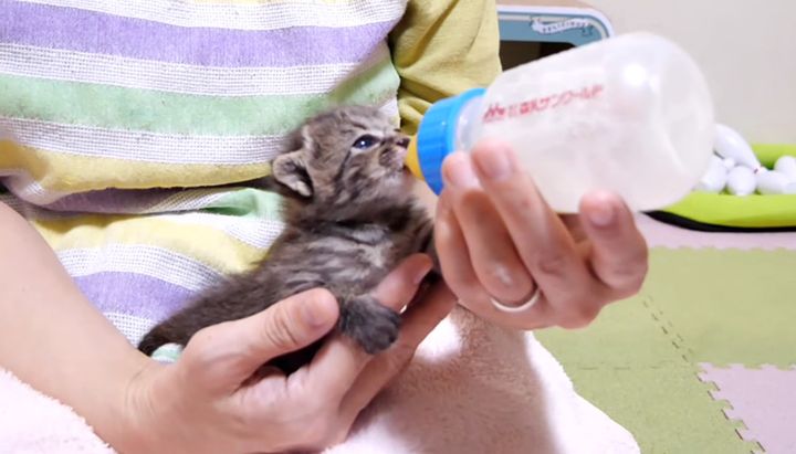 哺乳瓶からミルクを飲む子猫