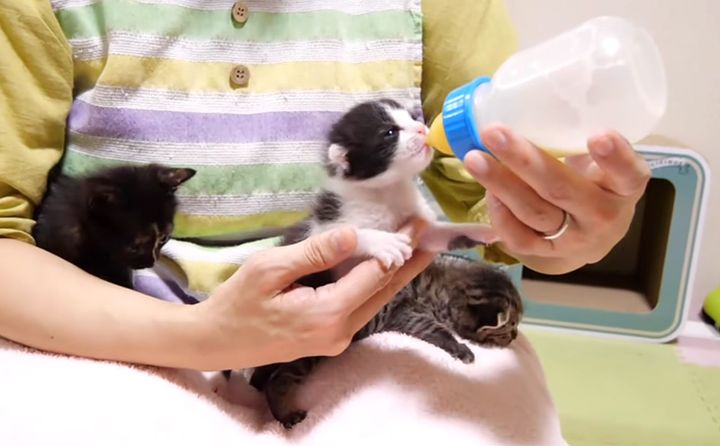 哺乳瓶からミルクを飲む子猫